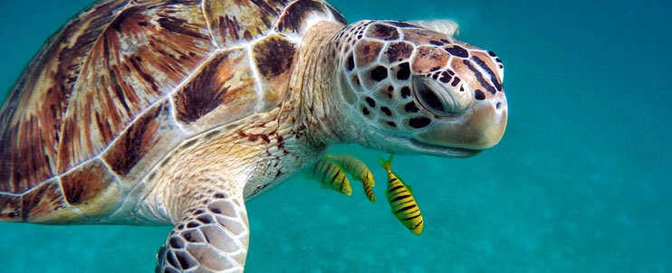 Underwater photo of sea turtle
